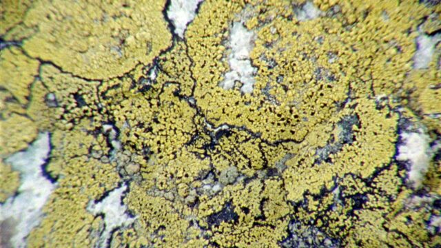 Lichens Are The Way