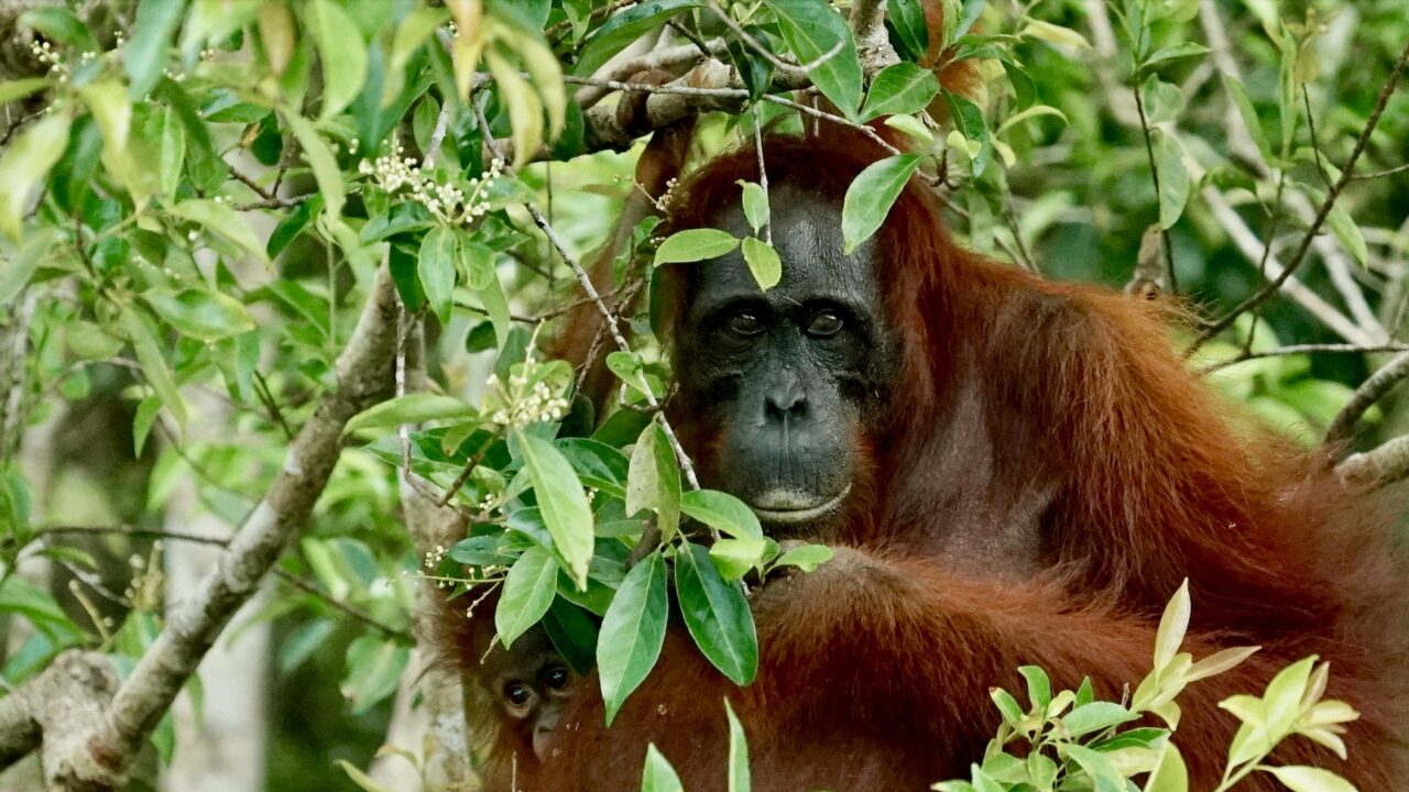 Palm Oil in the Land of Orangutans