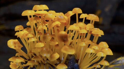 'Fungi: Web of Life' + Talk: The Future of Fungi Foods