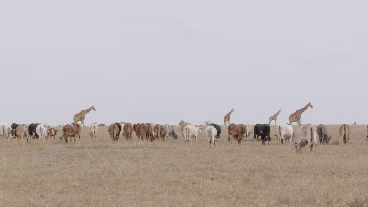 'The Battle for Laikipia' + Debate: Is this really happening? Colonialism and Climate Crisis