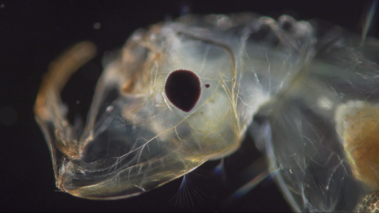 The Revolution Against Death