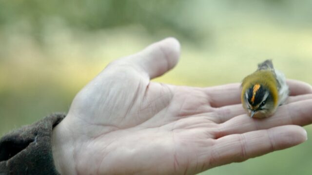 Watching People Watching Birds