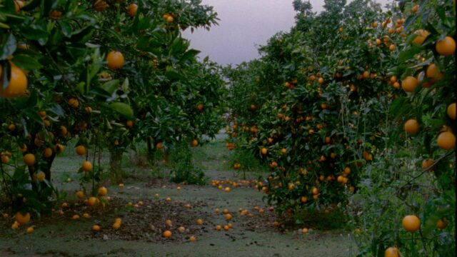 See and taste Portugal through the four seasons