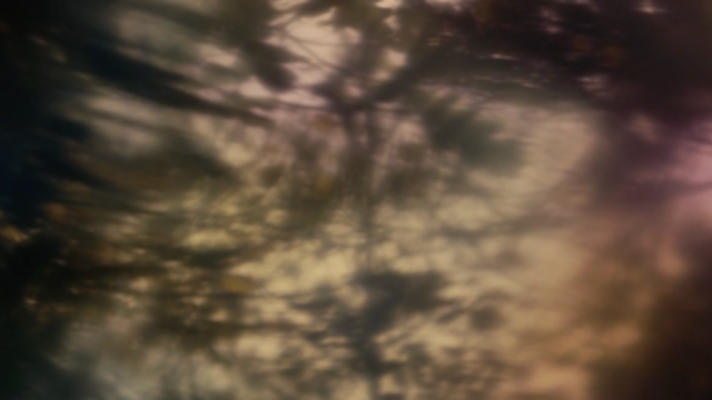 Once Upon A Time There Were Forests